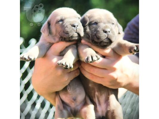 PoulaTo: Cane Corso κουτάβια